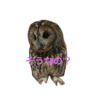 サカエさんはモリフクロウ（個別スタンプ：10）