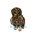 サカエさんはモリフクロウ（個別スタンプ：12）