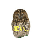 サカエさんはモリフクロウ（個別スタンプ：15）