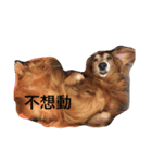 Cupid doooooog（個別スタンプ：2）