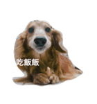 Cupid doooooog（個別スタンプ：4）