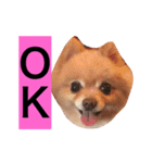PINK！！！（個別スタンプ：1）