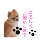 PINK！！！（個別スタンプ：4）