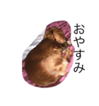 pet！（個別スタンプ：1）