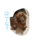 pet！（個別スタンプ：2）