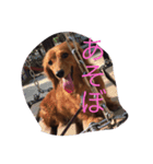 pet！（個別スタンプ：3）