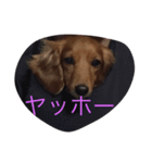 pet！（個別スタンプ：4）