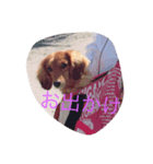 pet！（個別スタンプ：8）