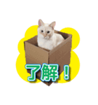 白猫ムサシ（個別スタンプ：1）