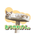 白猫ムサシ（個別スタンプ：2）