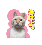 白猫ムサシ（個別スタンプ：3）