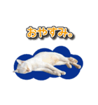 白猫ムサシ（個別スタンプ：4）