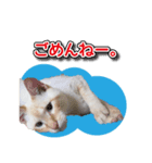 白猫ムサシ（個別スタンプ：5）