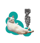 白猫ムサシ（個別スタンプ：6）