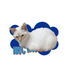 白猫ムサシ（個別スタンプ：8）