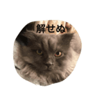 スコ猫105（個別スタンプ：2）