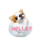 愛犬プピラの日常会話（個別スタンプ：1）