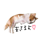愛犬プピラの日常会話（個別スタンプ：2）