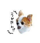 愛犬プピラの日常会話（個別スタンプ：3）