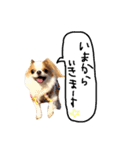 愛犬プピラの日常会話（個別スタンプ：5）