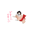 愛犬プピラの日常会話（個別スタンプ：6）