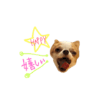 愛犬プピラの日常会話（個別スタンプ：11）