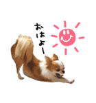 愛犬プピラの日常会話（個別スタンプ：12）