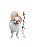 愛犬プピラの日常会話（個別スタンプ：15）