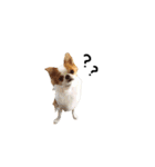 愛犬プピラの日常会話（個別スタンプ：16）