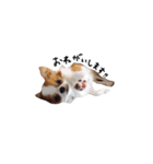 愛犬プピラの日常会話（個別スタンプ：18）