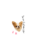 愛犬プピラの日常会話（個別スタンプ：19）