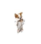 愛犬プピラの日常会話（個別スタンプ：20）