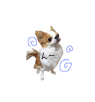 愛犬プピラの日常会話（個別スタンプ：21）