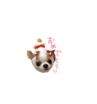 愛犬プピラの日常会話（個別スタンプ：22）