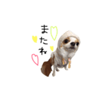 愛犬プピラの日常会話（個別スタンプ：23）