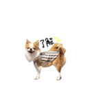 愛犬プピラの日常会話（個別スタンプ：28）