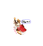 愛犬プピラの日常会話（個別スタンプ：29）