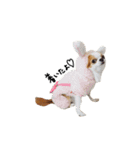 愛犬プピラの日常会話（個別スタンプ：30）