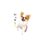 愛犬プピラの日常会話（個別スタンプ：32）