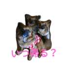 ちび三兄弟（個別スタンプ：8）