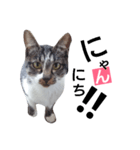 ねこの日常的つぶやき（個別スタンプ：1）