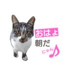 ねこの日常的つぶやき（個別スタンプ：2）