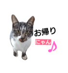 ねこの日常的つぶやき（個別スタンプ：3）