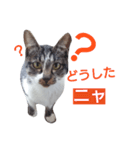 ねこの日常的つぶやき（個別スタンプ：4）