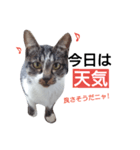 ねこの日常的つぶやき（個別スタンプ：5）