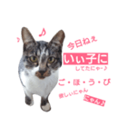 ねこの日常的つぶやき（個別スタンプ：6）