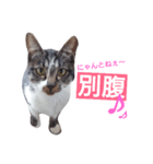 ねこの日常的つぶやき（個別スタンプ：7）