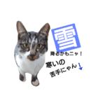 ねこの日常的つぶやき（個別スタンプ：8）