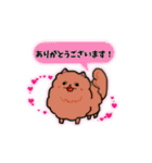 ポメラニアン、ポン太。基本セット（個別スタンプ：7）