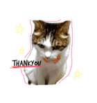 ちぃのあいさつ（個別スタンプ：11）